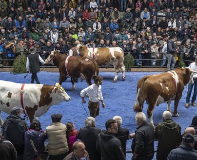 Erfolgreiche Osterochsenversteigerung in St. Lorenzen!