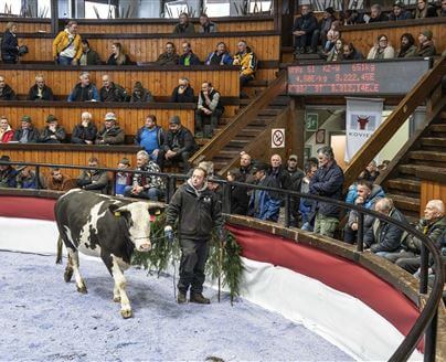 Weihnachtskalbinnenversteigerung 2025 in Bozen